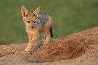 Black-backed jackals - Masaï Mara