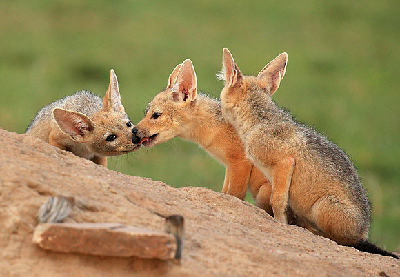Black-backed chacal cubs - Masaï Mara