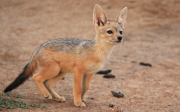 Black-backed jackals - Masaï Mara