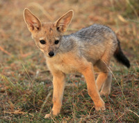 Black-backed jackals - Masaï Mara