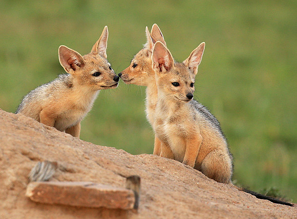 Black-backed chacal cubs - Masaï Mara