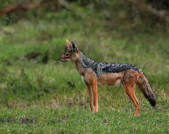 Laikipia : black-backed jackal