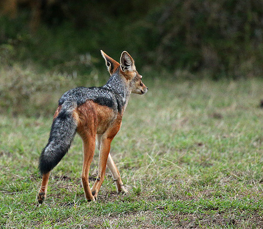Laikipia : black-backed jackal