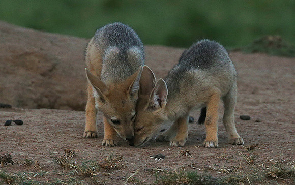 Black-backed jackals - Masaï Mara