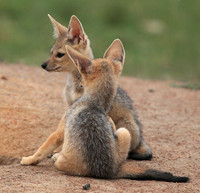 Black-backed jackals - Masaï Mara