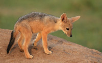 Black-backed jackals - Masaï Mara