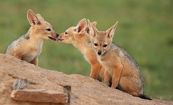 Black-backed jackals - Masaï Mara