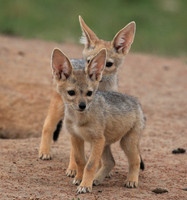 Black-backed jackals - Masaï Mara