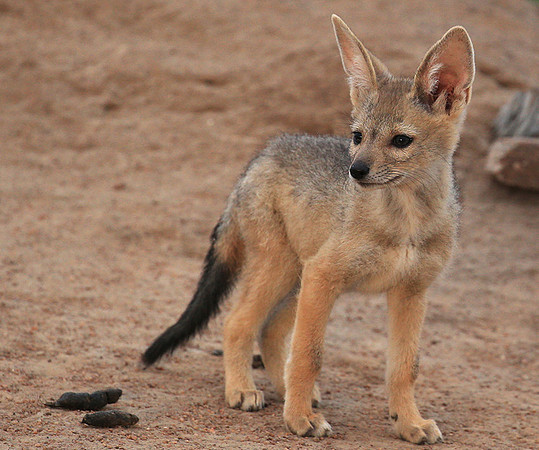 Black-backed jackals - Masaï Mara