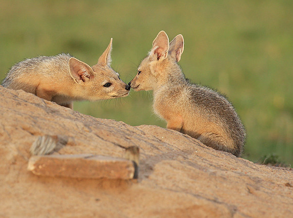 Black-backed jackals - Masaï Mara