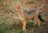 Black-backed jackals - Masaï Mara