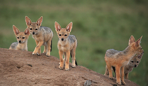 Black-backed jackals - Masaï Mara
