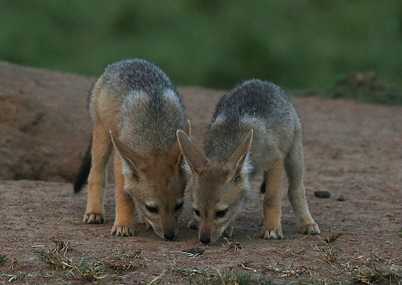 Black-backed jackals - Masaï Mara