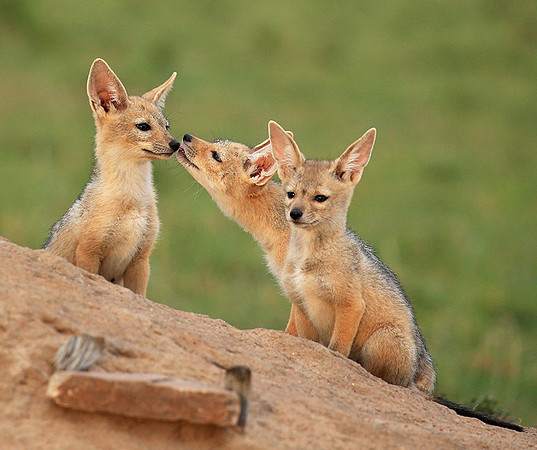 Black-backed chacal cubs - Masaï Mara