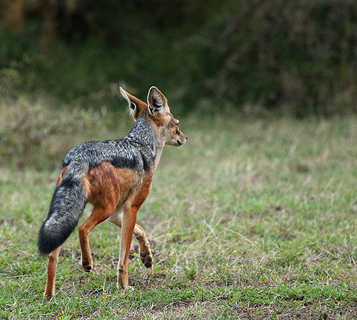 Laikipia : black-backed jackal