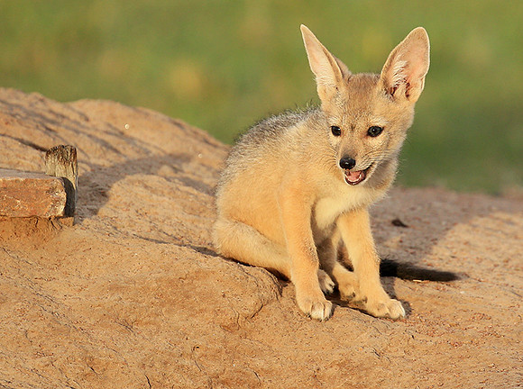 Black-backed jackals - Masaï Mara