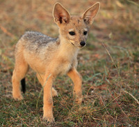 Black-backed jackals - Masaï Mara