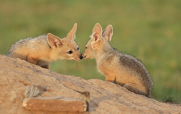 Black-backed jackals - Masaï Mara