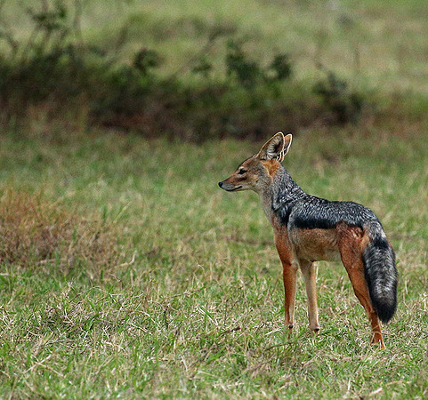 Laikipia : black-backed jackal