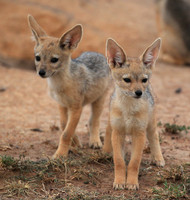 Black-backed jackals - Masaï Mara