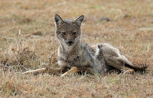 Black-backed jackals - Masaï Mara