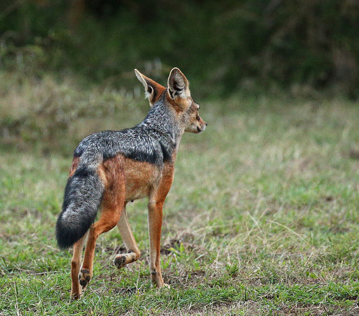Laikipia : black-backed jackal