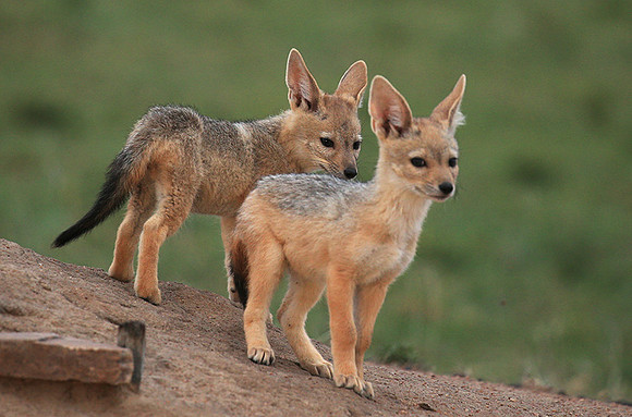 Black-backed jackals - Masaï Mara