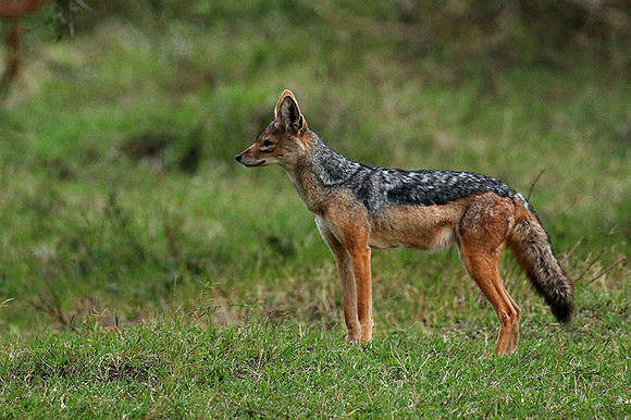 Laikipia : black-backed jackal
