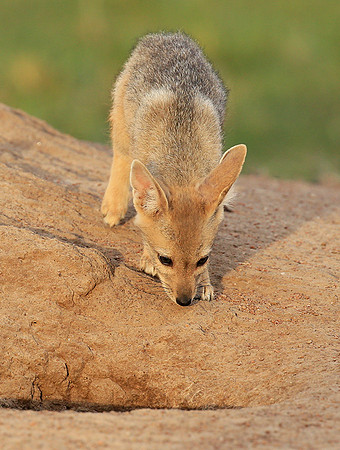 Black-backed jackals - Masaï Mara