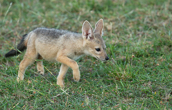 Black-backed jackals - Masaï Mara