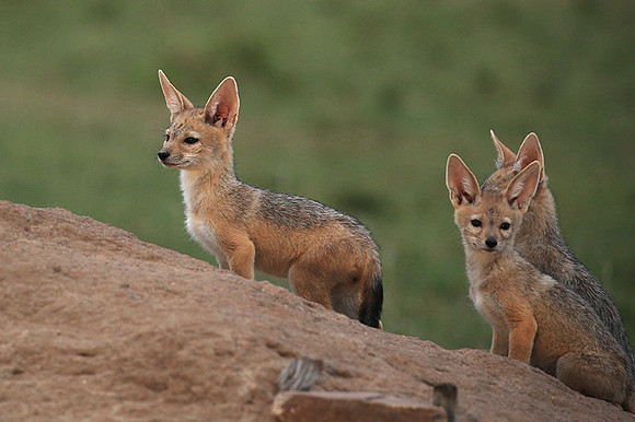 Black-backed jackals - Masaï Mara