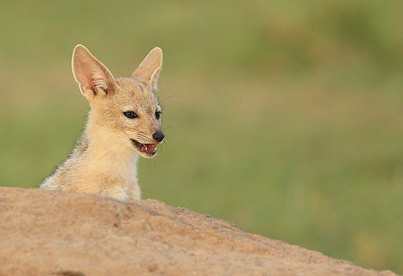 Black-backed jackals - Masaï Mara
