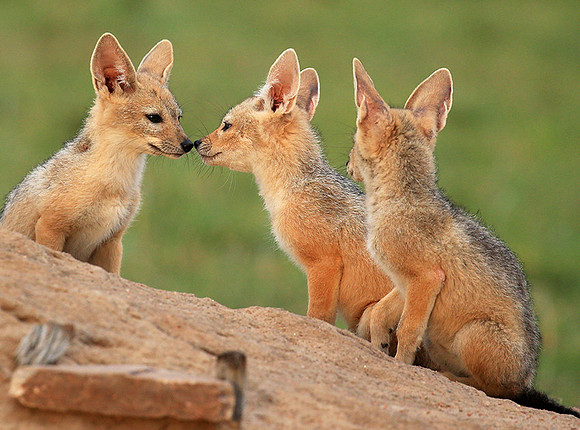 Black-backed chacal cubs - Masaï Mara