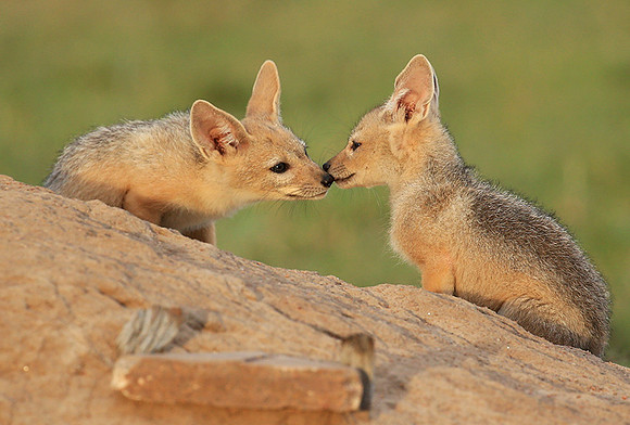 Black-backed jackals - Masaï Mara
