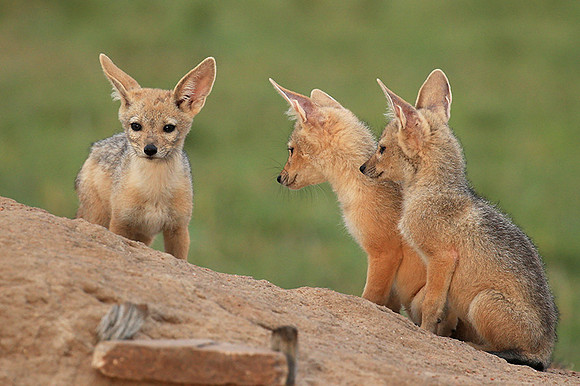 Black-backed jackals - Masaï Mara