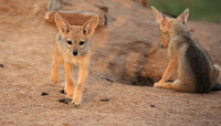 Black-backed jackals - Masaï Mara
