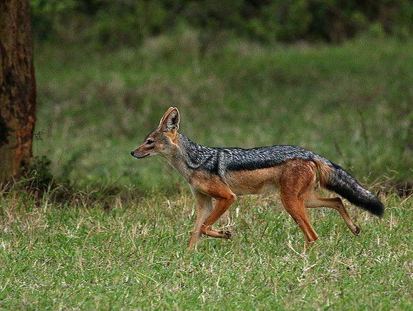 Laikipia : black-backed jackal