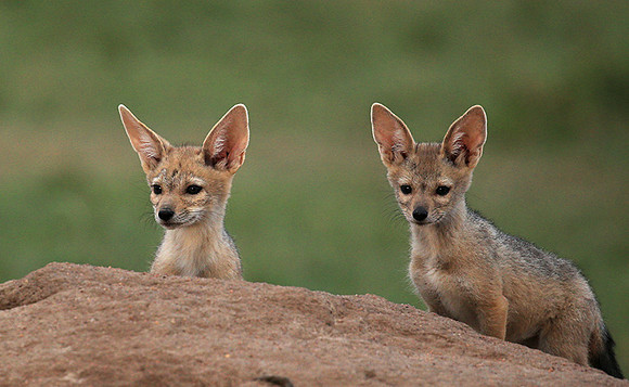 Black-backed jackals - Masaï Mara
