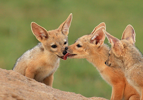 Black-backed chacal cubs - Masaï Mara