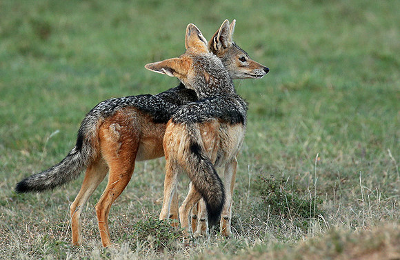 Black-backed jackals - Masaï Mara