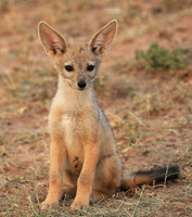 Black-backed jackals - Masaï Mara
