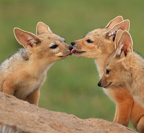 Black-backed chacal cubs - Masaï Mara