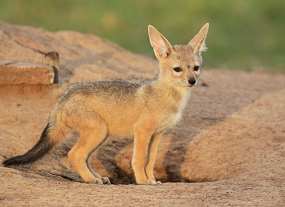 Black-backed jackals - Masaï Mara