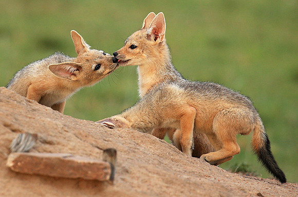 Black-backed chacal cubs - Masaï Mara
