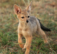 Black-backed jackals - Masaï Mara