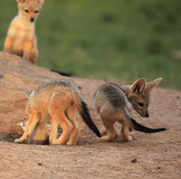 Black-backed jackals - Masaï Mara