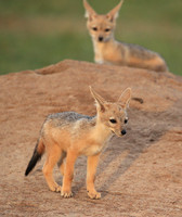 Black-backed jackals - Masaï Mara