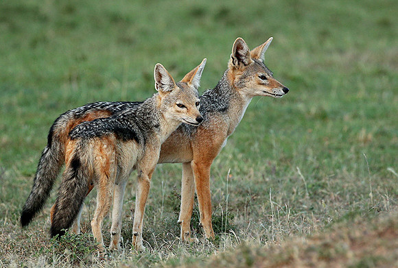 Black-backed jackals - Masaï Mara