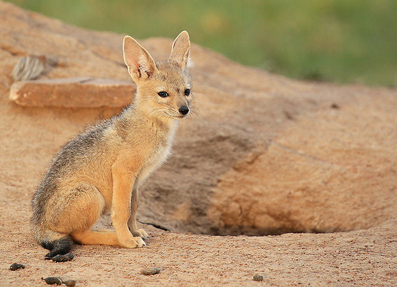 Black-backed jackals - Masaï Mara