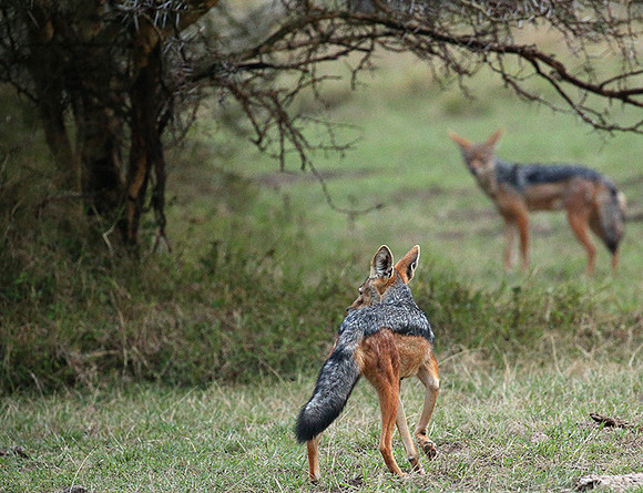 Laikipia : black-backed jackal